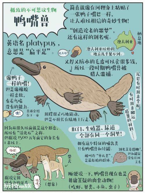 鸭嘴兽是几级保护动物-图片2